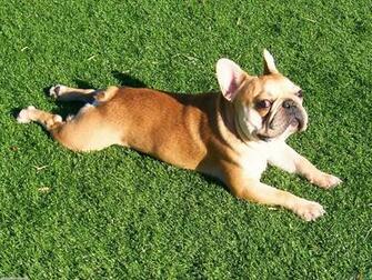 French Bulldog Photograph Wallpaper