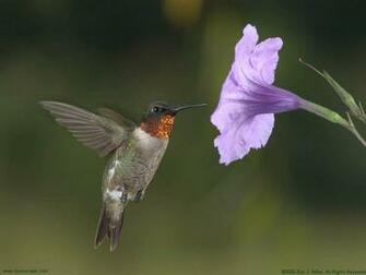 Hummingbird Wallpaper Background