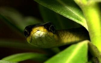 Desktop Snake Wallpaper In HD 3d Picture Design For
