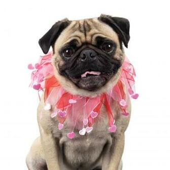 Pug Dog Wallpaper Breeds Picture