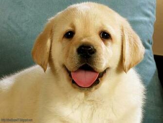Cute Dogs Puppy Background Wallpaper