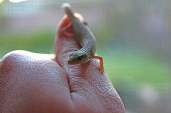 Alligator Lizard By Graphiclayoutgirl