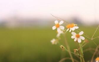 Morning Spring Flowers Wallpaper Computer Desktop