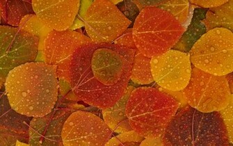 Desktop Wallpaper Fall Foliage In HD