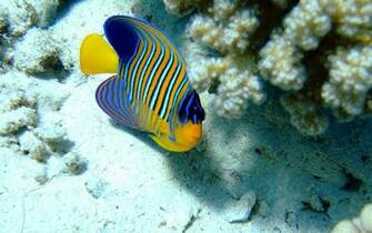 Ocean Animals Wallpaper