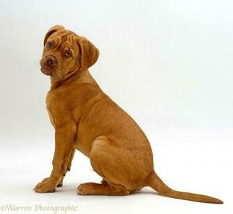 Wp24289 Dogue De Bordeaux Pup Troy Weeks Old
