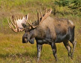Alaska Moose Wallpaper