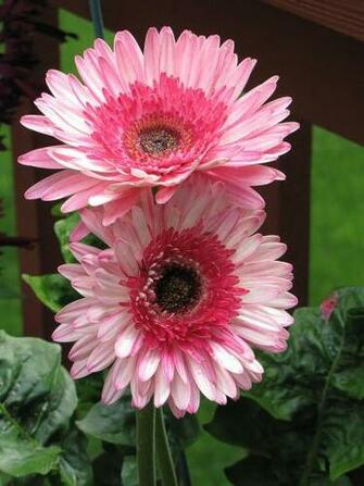 Hot Pink Gerber Daisy Wallpaper Creative Memes