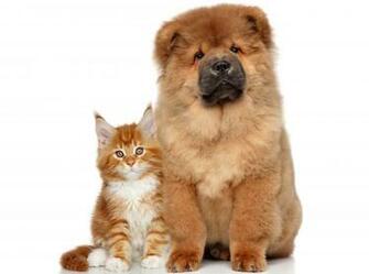 Cat Dog Wallpaper Pictures Image