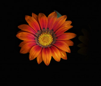 A Close Up Of Flower Photo Wallpaper HD Image On