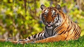 Tiger Desktop Background Wallpaper