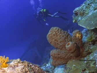 Scuba Diving Wallpaper