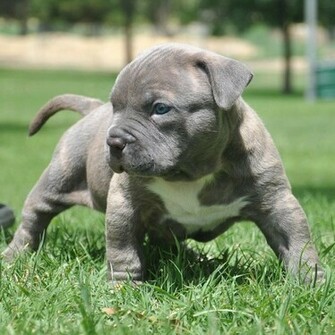 Pit Bull Dog HD Wallpaper