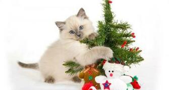 Christmas Cat Wallpaper Happy Xmas Cats Merry