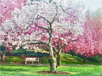 Cherry Tree Blossom Image Wallpaper Anime