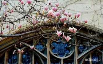 Amp Wallpaper College Admissions The University Of Chicago