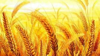 Grain Wallpaper
