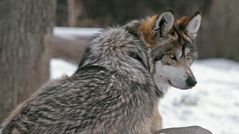 International Minnesota Timber Wolf Wallpaper