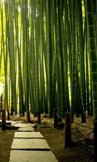 Bamboo HD Live Wallpaper For Android
