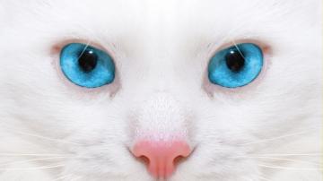 Wallpaper Beautiful White Cat Kitten Close