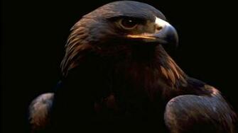 Golden Eagle Wallpaper