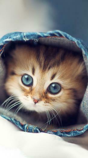 Cute Kitten Wallpaper