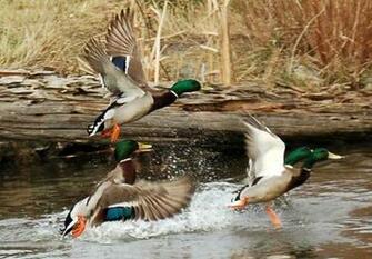 Wing Shooting In Portugal