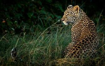 Wallpaper Grass Look Nature The Dark Background Leopard