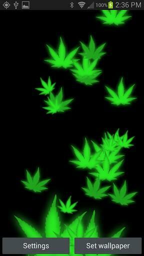 Weed Live Purple Plants Bud Moving Wallpaper