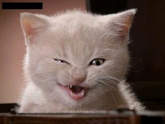 Photos Wallpaper Fuuny Picture Of Cat For Face Book