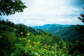 Gorgeous Flowers Can Be Found Throughout The Smokies Explore