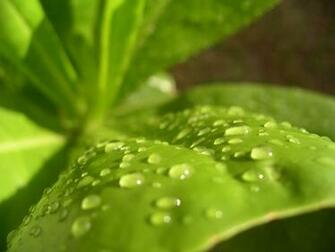 File Kongkokking Photo Wallpaper Leaf Jpg Wikipedia The