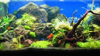 Aquascape Wallpaper Fr Ultrawide Monitore