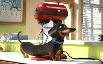 Life Of Pets Wallpaper For Widescreen Desktop Pc Full HD