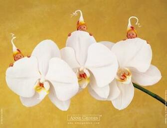 Anne Geddes Baby