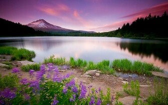 Beautiful Pink Landscape Nature HD Wallpaper StylishHDwallpaper