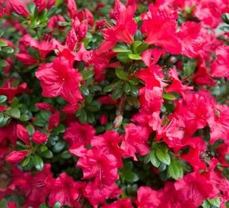 Red Azalea Background High Quality Background
