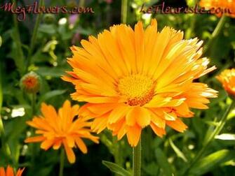 Megflowers Wallpaper Small Jpg