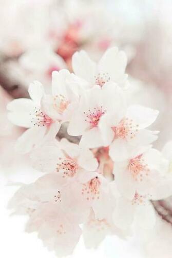Spring Wallpaper N Flori De Cire Trandafiri