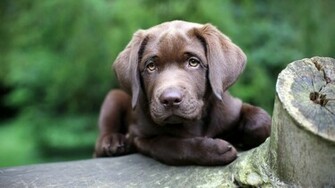 Dog Wallpaper Pack3