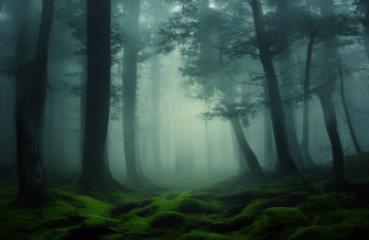 Foggy Forest Wallpaper