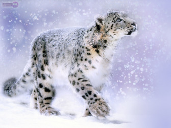 Snow Leopard Wallpaper