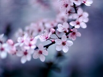 Cherry Blossom Desktop Wallpaper Pre Wallcaper Net