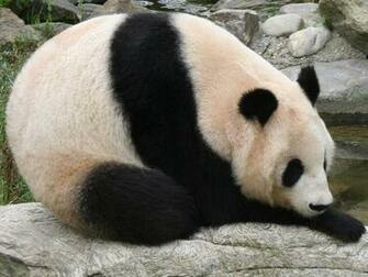 Panda Wallpaper Pictures Pics Photos Image Desktop