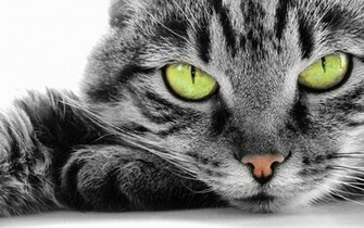 Cats HD Wallpaper