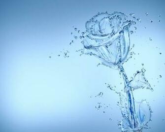 Wallpaper Rose Water Drops