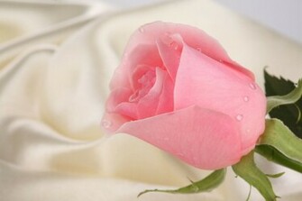 Rose Wallpaper For Desktop HD Background