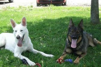 White German Shepherd