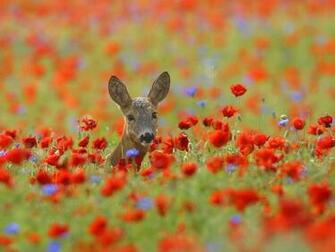 Beautiful Wallpaper Deer