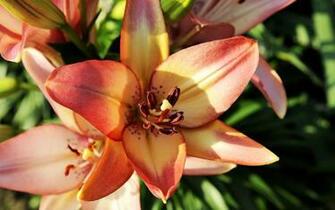 Beautiful White Lily Flower HD Wallpaper Pictures